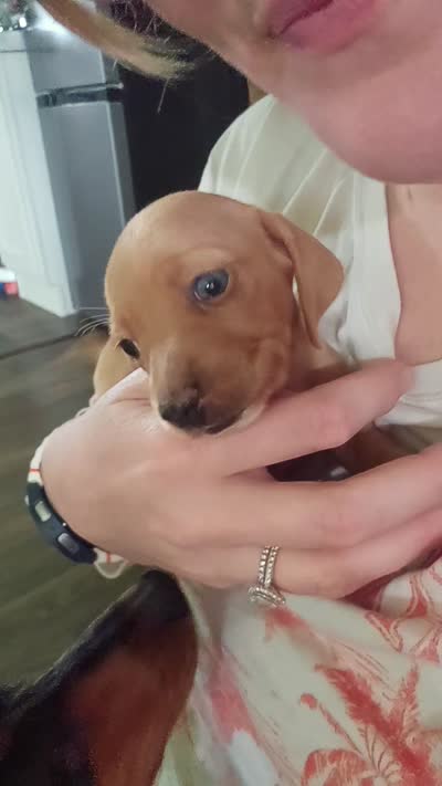Sadie, a female Miniature Dachshund for sale in Moneta, VA – 3 of 4