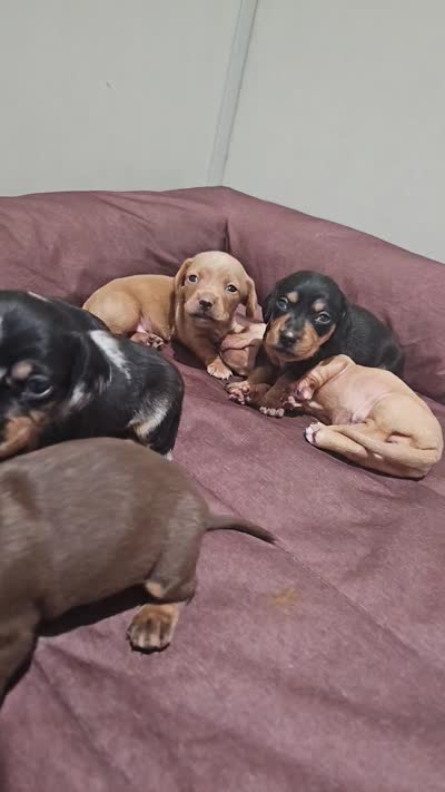 Buck, a male Miniature Dachshund for sale in Moneta, VA – 3 of 3
