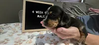 Merlin, a male Miniature Dachshund for sale in Moneta, VA – 2 of 4