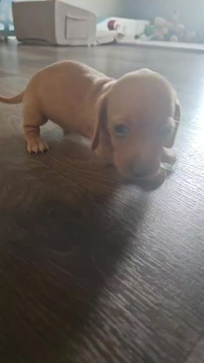Sadie, a female Miniature Dachshund for sale in Moneta, VA – 4 of 4