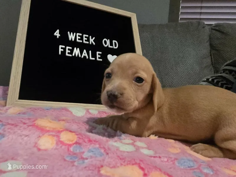 Sadie – Miniature Dachshund puppy for sale in Moneta, VA