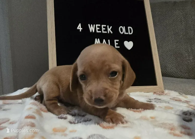 Buck – Miniature Dachshund puppy for sale in Moneta, VA