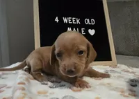 Buck, a male Miniature Dachshund for sale in Moneta, VA – 2 of 3