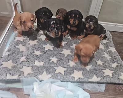 Bruno , a male Miniature Dachshund for sale in Moneta, VA – 3 of 4