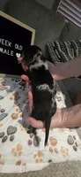 Merlin, a male Miniature Dachshund for sale in Moneta, VA – 3 of 4
