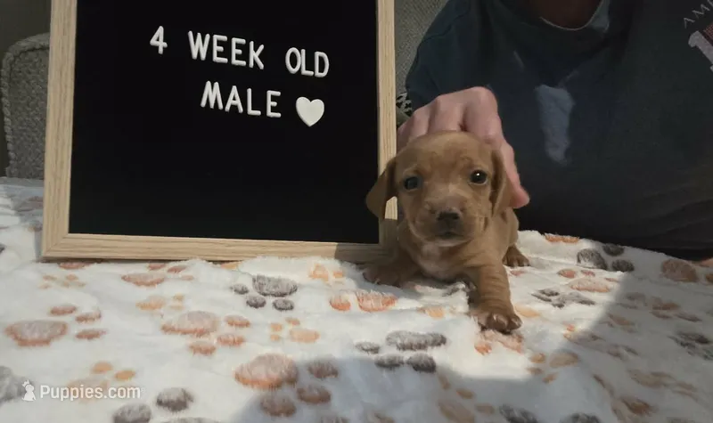 Buck – Miniature Dachshund puppy for sale in Moneta, VA