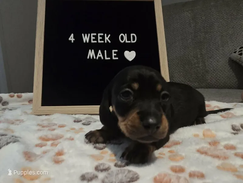 Bruno  – Miniature Dachshund puppy for sale in Moneta, VA