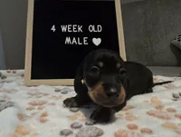 Bruno , a male Miniature Dachshund for sale in Moneta, VA – 1 of 4