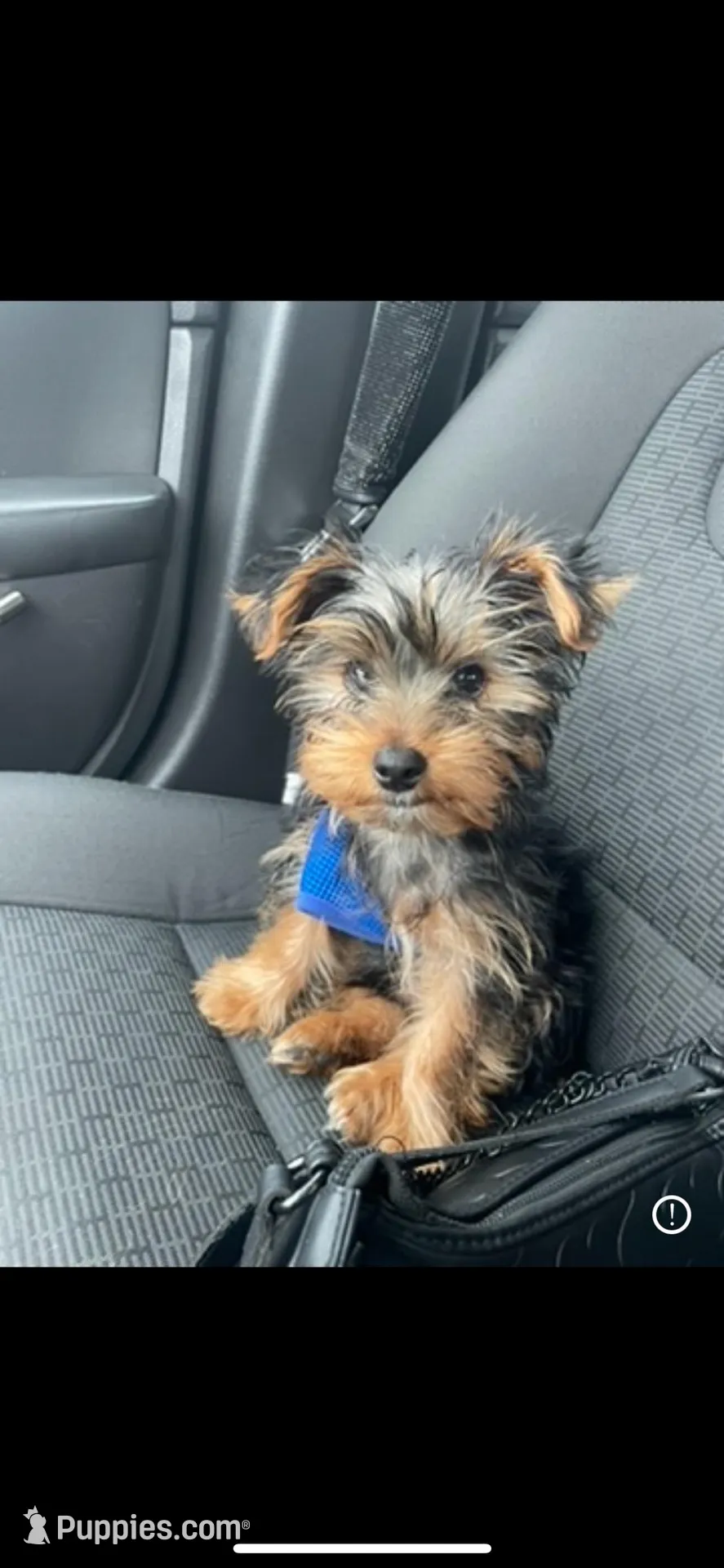 Rocky – Yorkshire Terrier puppy for sale in Dallas, TX