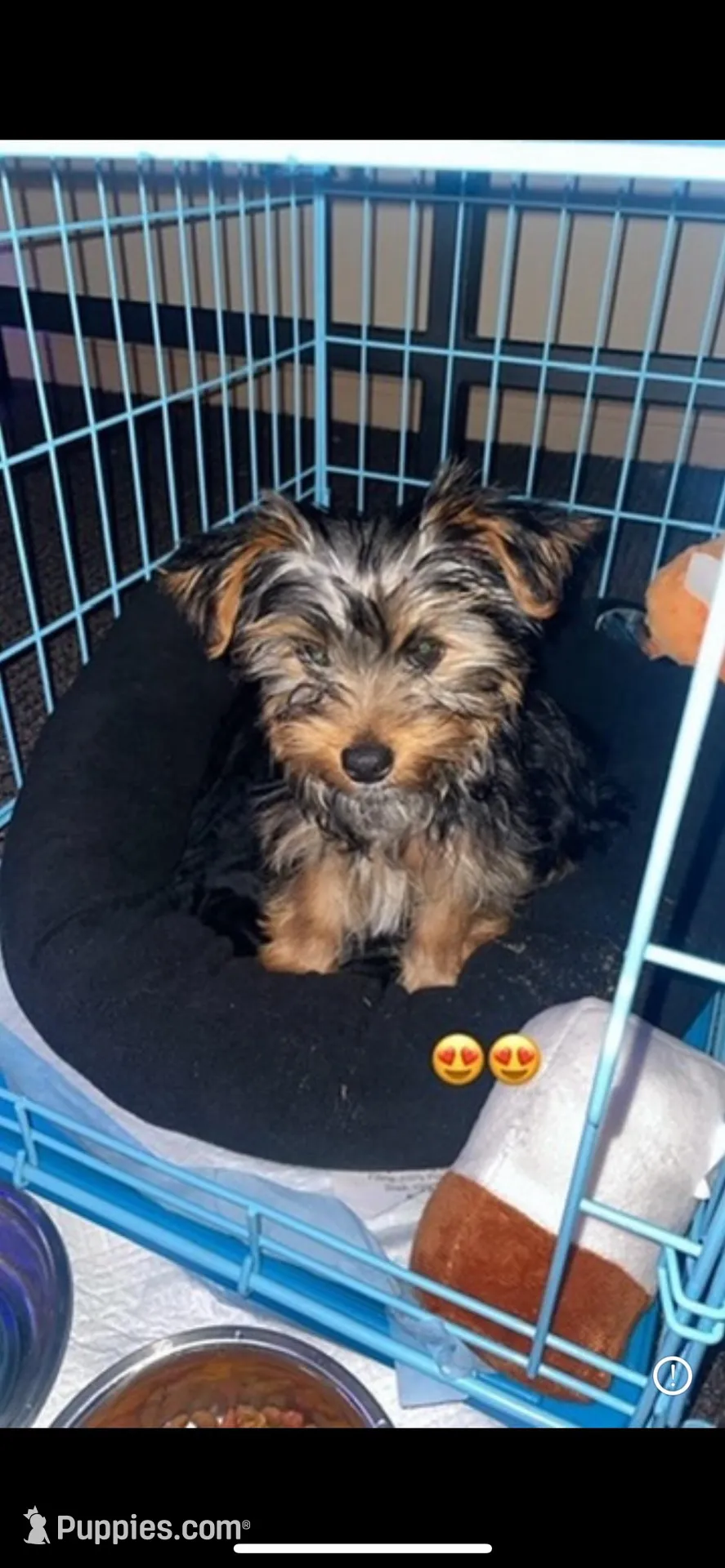 Rocky, a male Yorkshire Terrier for sale in Dallas, TX – Photo 2 of 3