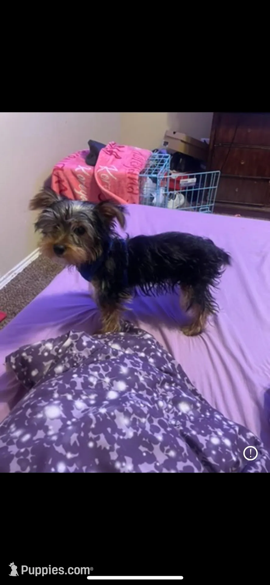 Rocky, a male Yorkshire Terrier for sale in Dallas, TX – Photo 3 of 3