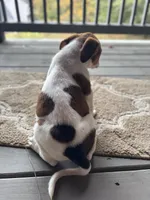 Cow, a male American Pit Bull Terrier and Cane Corso for sale in Snellville, GA – Photo 3 of 6