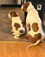 Cow, a male American Pit Bull Terrier and Cane Corso for sale in Snellville, GA – Photo 4 of 6