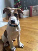 Cow, a male American Pit Bull Terrier and Cane Corso for sale in Snellville, GA – Photo 2 of 6