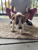 Cow, a male American Pit Bull Terrier and Cane Corso for sale in Snellville, GA – Photo 6 of 6