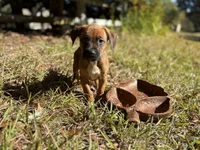 El Pollo, a female American Pit Bull Terrier and Cane Corso for sale in Snellville, GA – Photo 1 of 5