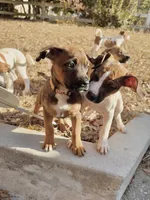 El Pollo, a female American Pit Bull Terrier and Cane Corso for sale in Snellville, GA – Photo 4 of 5