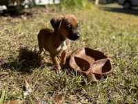 El Pollo, a female American Pit Bull Terrier and Cane Corso for sale in Snellville, GA – Photo 2 of 5