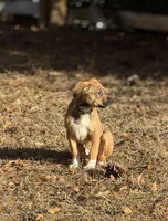 Bruce, a male American Pit Bull Terrier and Cane Corso for sale in Snellville, GA – Photo 5 of 5