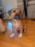 Bruce, a male American Pit Bull Terrier and Cane Corso for sale in Snellville, GA – Photo 4 of 5