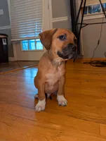 Bruce, a male American Pit Bull Terrier and Cane Corso for sale in Snellville, GA – Photo 2 of 5