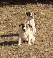 Doja Cat, a female American Pit Bull Terrier and Cane Corso for sale in Snellville, GA – Photo 4 of 5