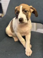 Doja Cat, a female American Pit Bull Terrier and Cane Corso for sale in Snellville, GA – Photo 1 of 5