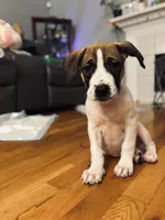 Doja Cat, a female American Pit Bull Terrier and Cane Corso for sale in Snellville, GA – Photo 5 of 5