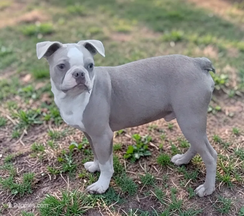 Boston lilac male – Boston Terrier puppy for sale in Otisville, MI
