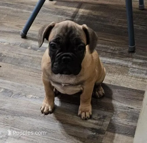 Fawn female – French Bulldog puppy for sale in Otisville, MI