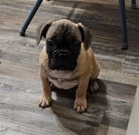 Fawn female, a female French Bulldog for sale in Otisville, MI – 1 of 1