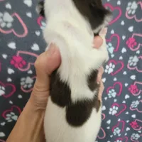 Chocolate splash girl, a female Boston Terrier for sale in Otisville, MI – Photo 3 of 6