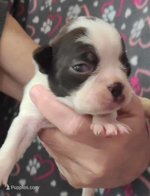 Chocolate splash girl