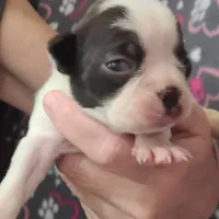 Chocolate splash girl, a female Boston Terrier for sale in Otisville, MI – Photo 1 of 6