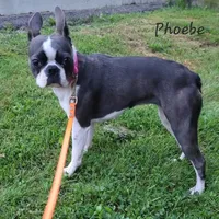 Chocolate splash girl, a female Boston Terrier for sale in Otisville, MI – Photo 6 of 6
