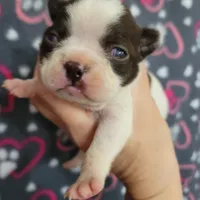 Chocolate splash girl, a female Boston Terrier for sale in Otisville, MI – Photo 2 of 6