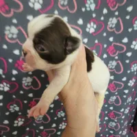 Chocolate splash girl, a female Boston Terrier for sale in Otisville, MI – Photo 4 of 6