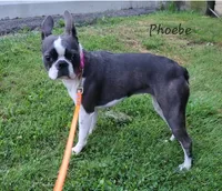 Phoebe, a female Boston Terrier for sale in Otisville, MI – 2 of 2