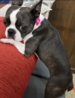 Phoebe, a female Boston Terrier for sale in Otisville, MI – 1 of 2
