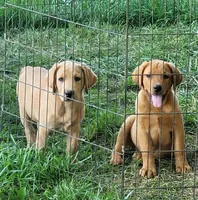 Labrador light fox red male, a male Labrador Retriever for sale in Otisville, MI – 2 of 2