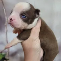 Chocolate male, a male Boston Terrier for sale in Otisville, MI – Photo 2 of 4