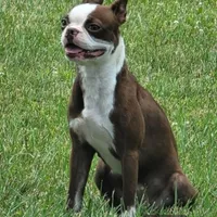 Chocolate male, a male Boston Terrier for sale in Otisville, MI – Photo 4 of 4