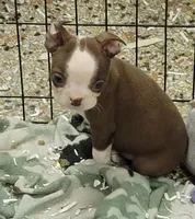 Chocolate male, a male Boston Terrier for sale in Otisville, MI – Photo 1 of 4