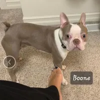 Chocolate male, a male Boston Terrier for sale in Otisville, MI – Photo 3 of 4