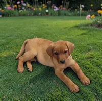 Fox red male, a male Labrador Retriever for sale in Otisville, MI – 1 of 1
