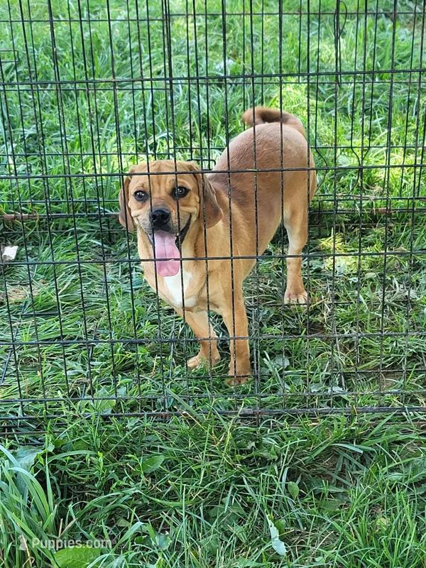 Puggle female – Puggle puppy for sale in Otisville, MI