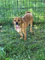 Puggle female, a female Puggle for sale in Otisville, MI – 1 of 1