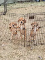 Female fawn 1, a female Puggle and Pug for sale in Otisville, MI – Photo 3 of 3