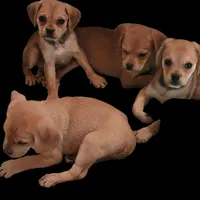 Female fawn 1, a female Puggle and Pug for sale in Otisville, MI – Photo 1 of 3