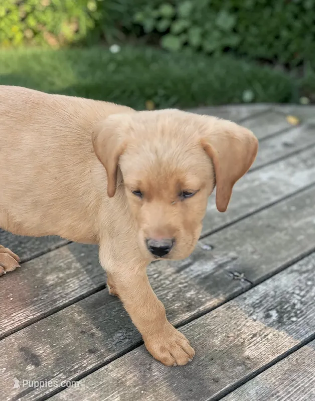 Fox red male 1 – Labrador Retriever puppy for sale in Otisville, MI